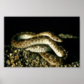 Glossy Snake Poster (Vorne)