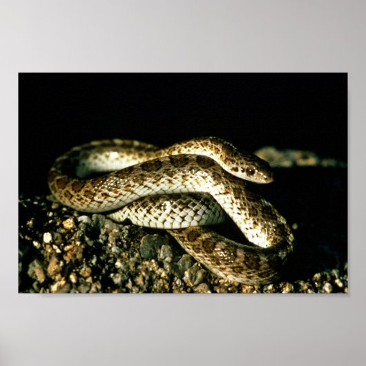 Glossy Snake Poster (Vorne)
