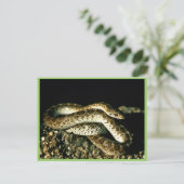 Glossy Snake Postkarte (Stehend Vorderseite)