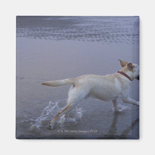 Gloucester, Massachusetts, USA Magnet (Vorne)