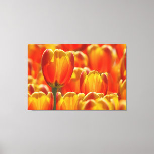 GLOWING TULIPS 32x48 Leinwanddruck