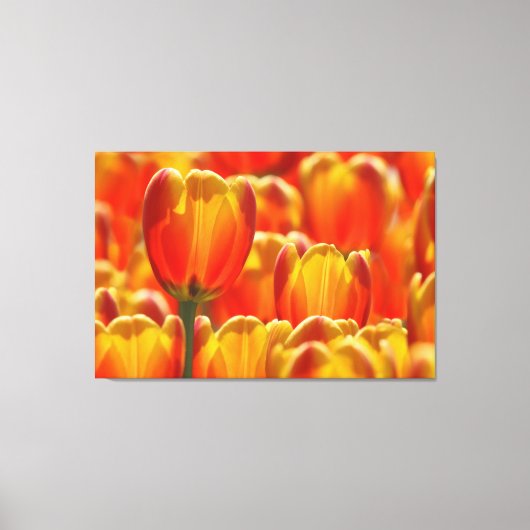 GLOWING TULIPS 32x48 Leinwanddruck (Vorderseite)
