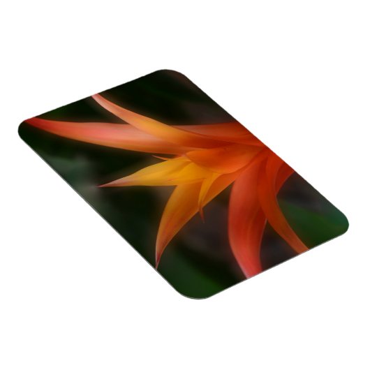 Glows Bromeliad Magnet (Rechte Seite)