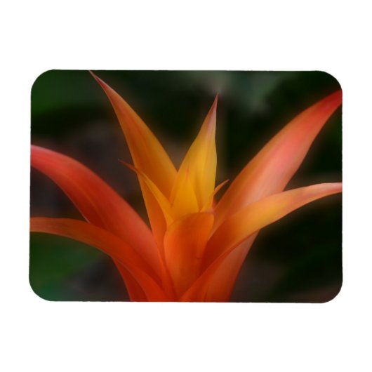 Glows Bromeliad Magnet (Horizontal)