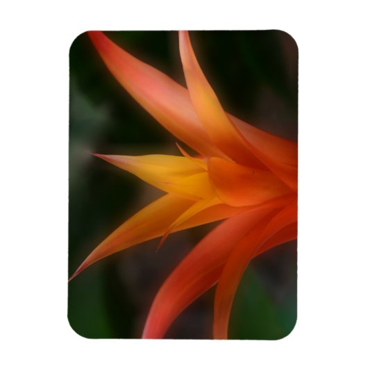 Glows Bromeliad Magnet (Vertikal)