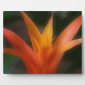Glows Bromeliad Plaque Fotoplatte (Vorderseite)