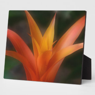 Glows Bromeliad Plaque Fotoplatte