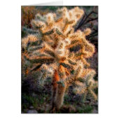 Glows Cholla (Vorne)