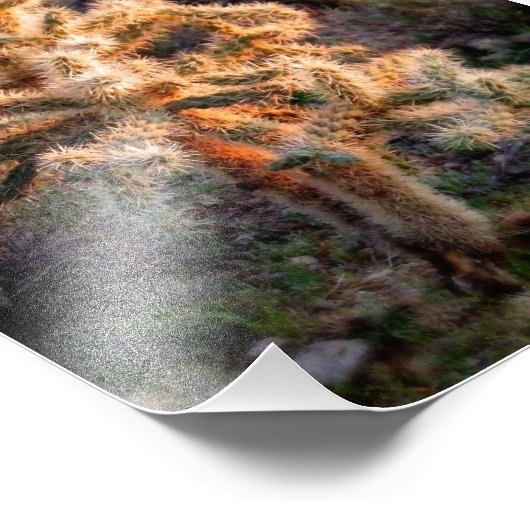Glows Cholla Fotodruck (Ecke)