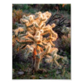 Glows Cholla Fotodruck (Vorne)