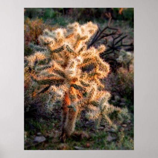 Glows Cholla Poster (Vorne)