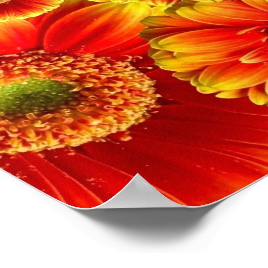 Glows Gerbera Daisies Poster (Ecke)