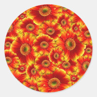 Glows Gerbera Daisies