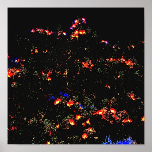 Glows Mimosa Tree Poster (Vorne)