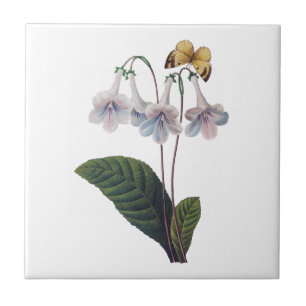 Gloxinia durch Pierre Joseph Redoute Fliese