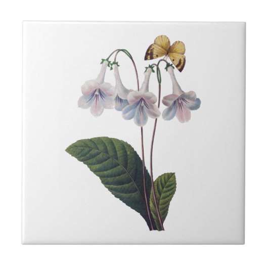 Gloxinia von Pierre Joseph Redoute Fliese (Vorderseite)