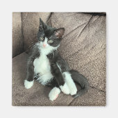 Glück Kitten Magnet (Vorne)