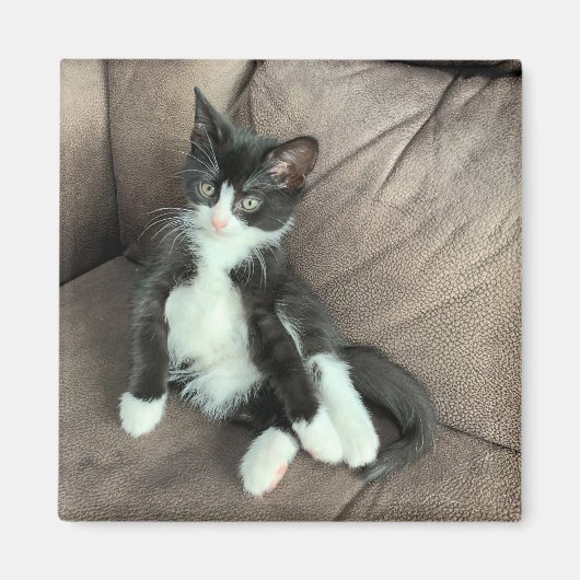 Glück Kitten Magnet (Vorne)