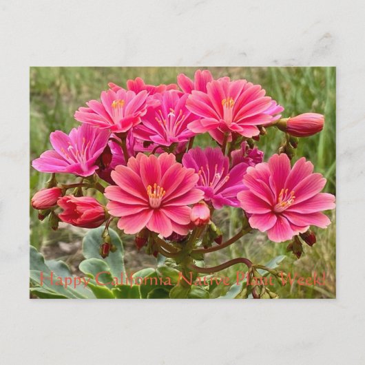 Glücklich California National Pflanze Week! Postka Postkarte (Vorderseite)