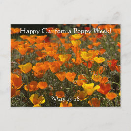 Glücklich California Poppy Week! Postkarte