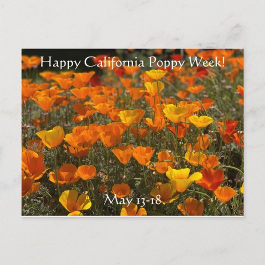 Glücklich California Poppy Week! Postkarte (Vorderseite)