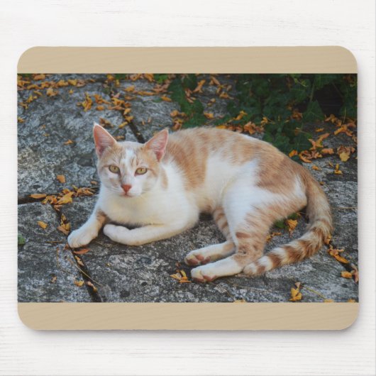 Glücklich die schöne Katze Mousepad (Vorne)