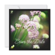Glücklich mit lila diagonalen Allium-Blumen