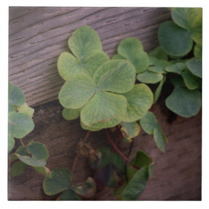 Glücklich oder bestimmt? St. Patricks Day-Kleeblät Fliese