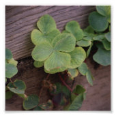 Glücklich oder bestimmt? St. Patricks Day-Kleeblät Fotodruck (Vorne)