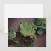 Glücklich oder bestimmt? St. Patricks Day-Kleeblät Postkarte (Vorne/Hinten)