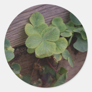 Glücklich oder bestimmt? St. Patricks Day-Kleeblät Runder Aufkleber