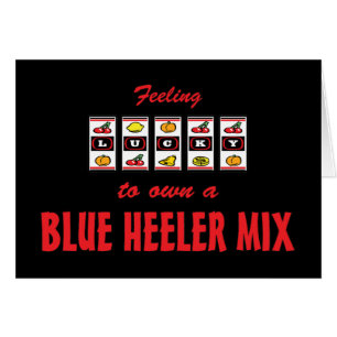 Glücklich zu eigenem ein blauer Heeler