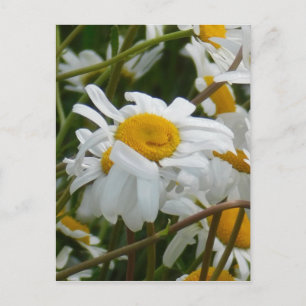 Glückliche Blume - Glückliches Gesicht lächelnde G Postkarte