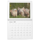 Glückliche Ferkel - Schwein-Kalender 2016 Kalender (Jan 2027)