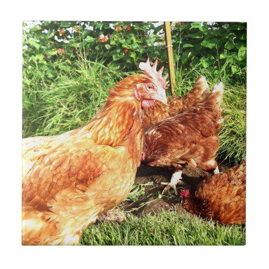 Glückliche freie Strecke Exbatterie Hühner Fliese (Vorderseite)