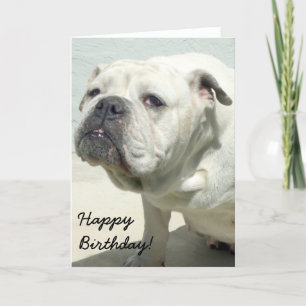 Glückliche Geburtstagskarte des White Bulldog Karte