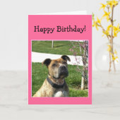 Glückliche Geburtstagskarte Pitbull Karte (Gelbe Blume)