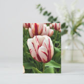 Glückliche Generation Tulpe, Oregon Postkarte (Stehend Vorderseite)