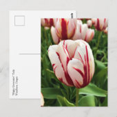 Glückliche Generation Tulpe, Oregon Postkarte (Vorne/Hinten)
