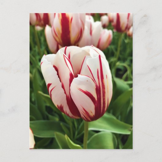 Glückliche Generation Tulpe, Oregon Postkarte (Vorderseite)