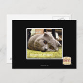 Glückliche Katze, aus Glück Postkarte (Vorne/Hinten)