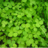 "Glückliche Kleeblätter!" Geschenkpapier