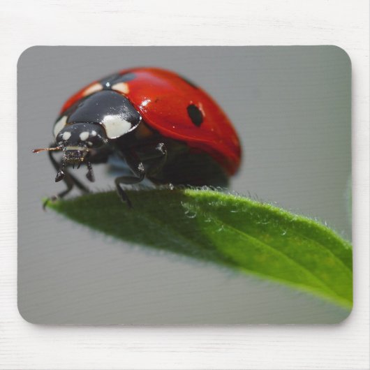 Glückliche Marienkäfer-Liebhabergeschenke Mousepad (Vorne)