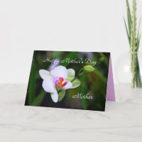 Glückliche Mutter Muttertagsmutter Phalaenopsis Or