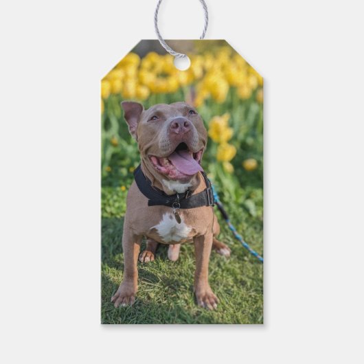 Glückliche Pit Bull Fotografie Geschenkanhänger (Vorderseite)