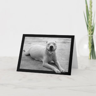 Glückliche pitbull Grußkarte Karte