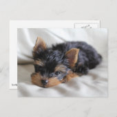 Glückliche Postkarten für die japanischen Yorkie (Vorne/Hinten)