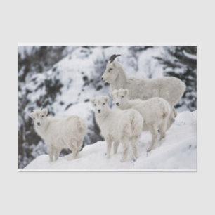 Glückliche Schaf-Familie Seidenpapier