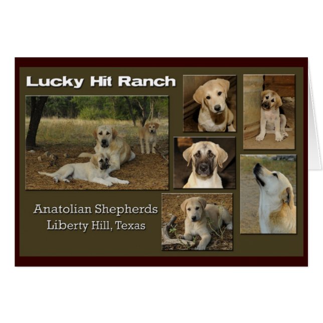 glückliche Schlagcollage (Vorderseite (Horizontal))