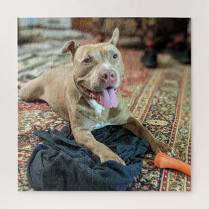 Glückliche Tage mit lächelndem Pit Bull Farbfoto Puzzle